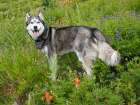 Alaskan Husky dog among wildflowers. Art Print